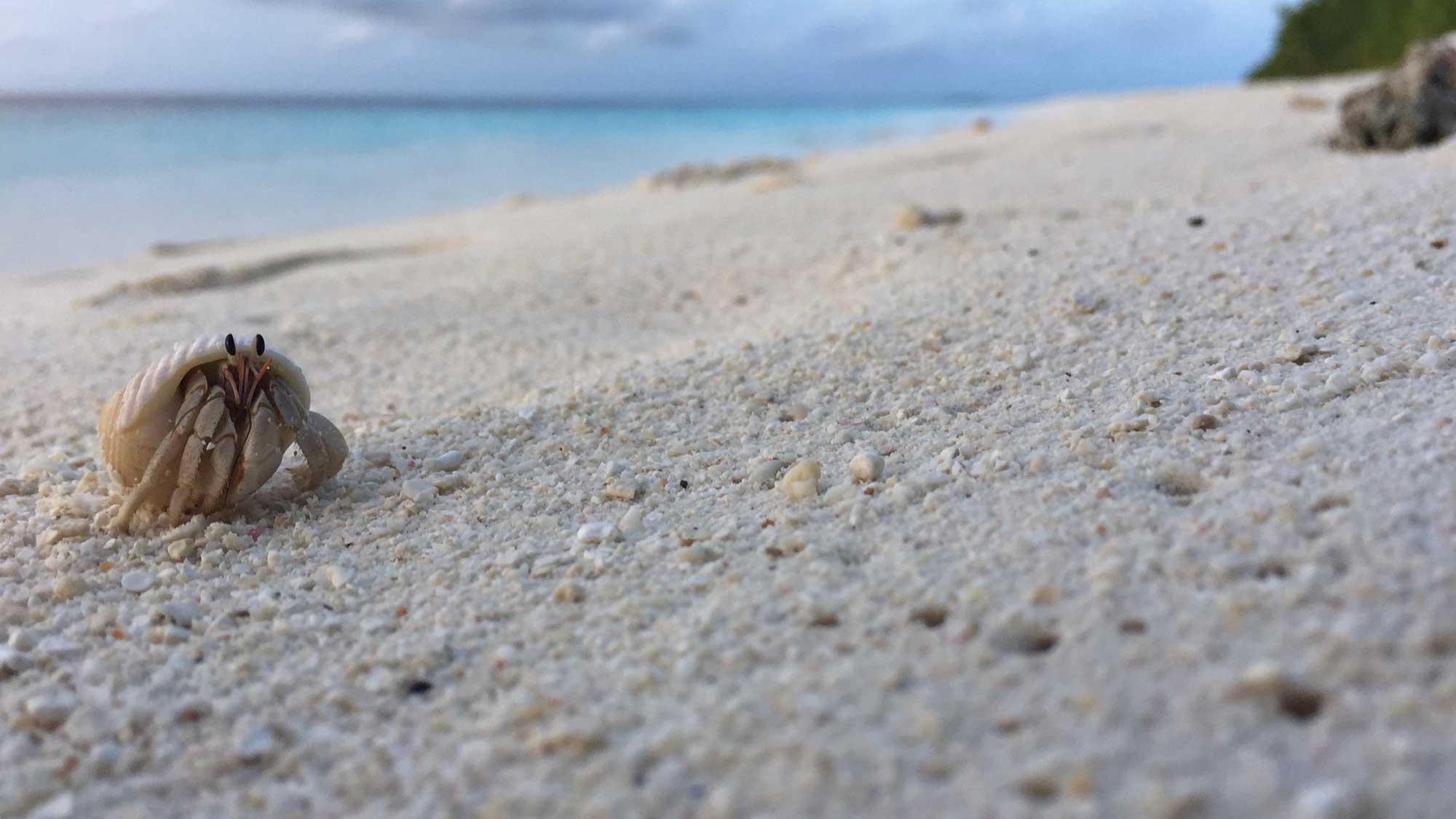 a hermit crab